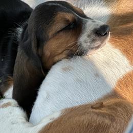 Basset Hound Puppies from Hill Top Basset Hounds & Great Pyrenees