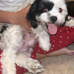 Nova - Shihpoo