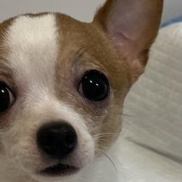 Chihuahuas from Rosa's Chihuahuas