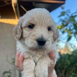 Chase - Light golden male Golden Retriever puppy in North Highlands, California from The Purrfectpups