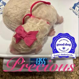 Precious - White female Poodle puppy in Mobile, Alabama from Semmy’s Standard Poodle LLC