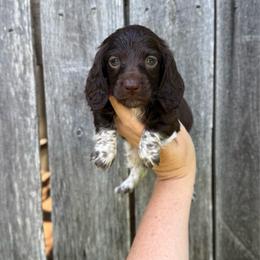 Nader - Boy 3 - Piebald male Dachshund puppy in Corbin, Kentucky from Steele Half Acre Homestead