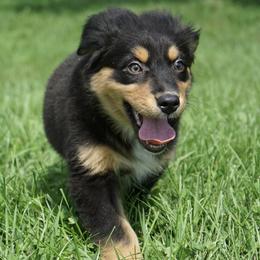 Grenn - Black tri-color male Australian Shepherd puppy in Holmesville, Ohio from Coffee Run Spring at Miller Farms