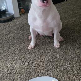 Muñeca - Bull Terrier