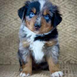 BMM2 - Blue merle male Miniature Australian Shepherd puppy in Prague, Oklahoma from Classic K9’s  Aussies & Doodles
