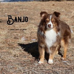 Toy Australian Shepherds from Crowfoot Valley Toy Aussies