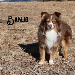 Toy Australian Shepherds from Crowfoot Valley Toy Aussies