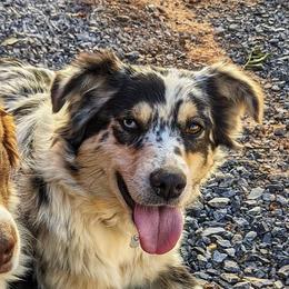 Gracie - Australian Shepherd