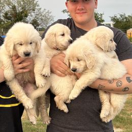 Golden Retriever puppies from Cool Oaks Farm