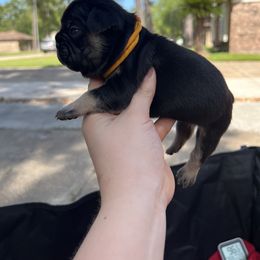Boy 1 - Black and tan French Bulldog puppy in Texas from Hou Frenchised