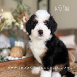 Mary Jane - Tri-color female Bernedoodle puppy in Temecula, California from Brookside Bernedoodles