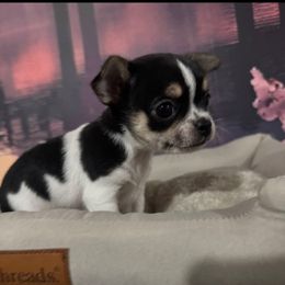 Patch - Black and white female Chihuahua puppy in Smyrna, Georgia from GeorgiasChihuahuas