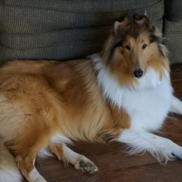 Rebecca - Collie