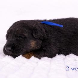 Blue collar - Black and red male German Shepherd puppy in Plumas Lake, California from Zwinger Vom Greifjäger