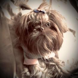 Shih Tzu Puppies from Pams precious shih tzus