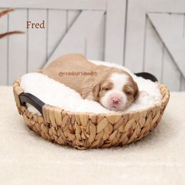 Boy 1 - male Australian Labradoodle puppy in Hurricane, Utah from Red Desert Doodles