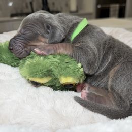 Liberty - Blue female Great Dane puppy in Weatherford, Texas from Oak Bend Danes
