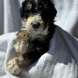 Bernedoodle Puppies from Pippy’s Doodle Pups