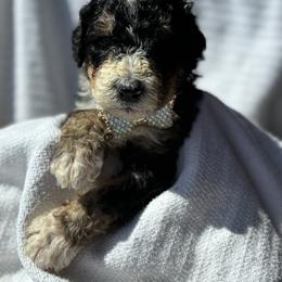 Bernedoodle Puppies from Pippy’s Doodle Pups