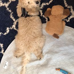 Goldendoodle All Grown Up from Doodleicious GoldenDoodles