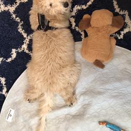 Goldendoodle All Grown Up from Doodleicious GoldenDoodles