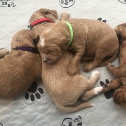 Goldendoodle Puppies from Dapper Doodles of Tennessee