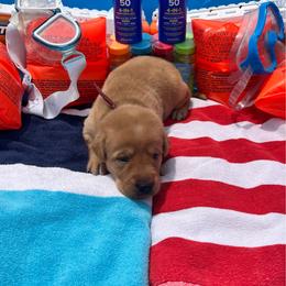 Red Collar Male - Yellow male Labrador Retriever puppy in Hurtsboro, Alabama from PARK’s Family Farm