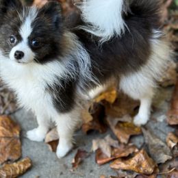 Striker - Brindle male Pomeranian puppy in Zionville, North Carolina from Shaner Poms