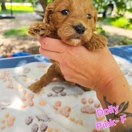 Cockapoo Puppies from Ashley Dedmon