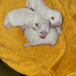 Pomeranian Puppies from Paradise Point Pomeranians