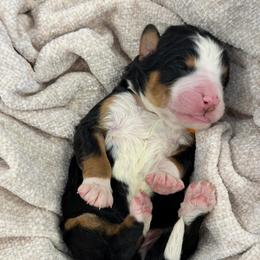 Orange collar - Tri-color male Bernedoodle puppy in Hegins, Pennsylvania from Bubbling Springs Doodles, LLC