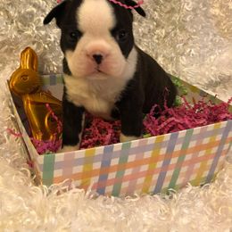 Boston Terrier Puppies from DooShay Boston Terriers