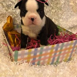 Boston Terrier Puppies from DooShay Boston Terriers