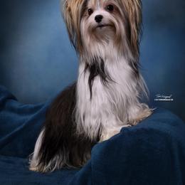 Biewer Terrier, German Shepherd, and Yorkshire Terrier All Grown Up from Mark Carfagno's Pups