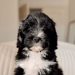 Lynx - Phantom female Bernedoodle puppy in Maricopa, Arizona from Desert Ridge Doodles