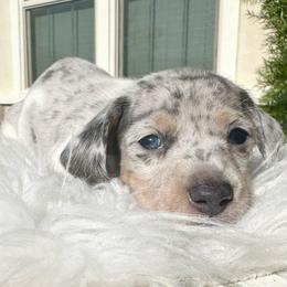 Max - Dapple male Dachshund puppy in Menifee, California from Dachshunds in SoCal