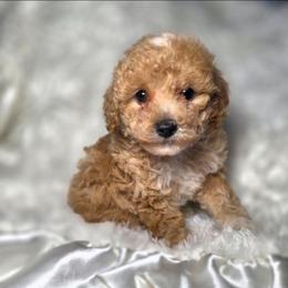 Stormy - Red  female Poodle puppy in West Point, Mississippi from Golden Paws
