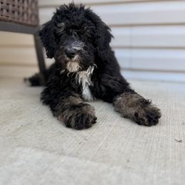 Scone - Phantom female Bernedoodle puppy in Pennsylvania from Bells Bernedoodles