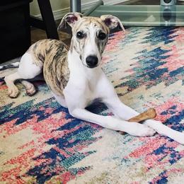 Whippet Puppies from Smithfield Park