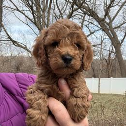 Boy 1 - Red  male Poodle puppy in Bettendorf, Iowa from Red Door Poodles