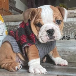 Bulldog Puppies from Precious paws bulldogs