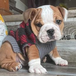 Bulldog Puppies from Precious paws bulldogs