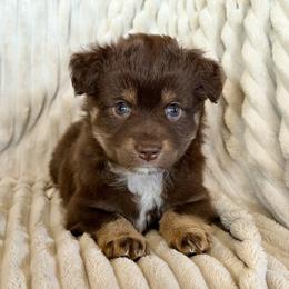 Pearl - Red tri female Miniature Australian Shepherd puppy in New Hampton, Iowa from Full River Australian Shepherds