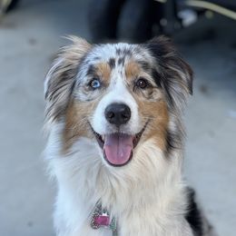 Kai - Australian Shepherd