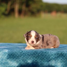 BMF1 - Blue merle female Miniature Australian Shepherd puppy in Ferris, Texas from Vigilante Mini Aussies and Schnauzers