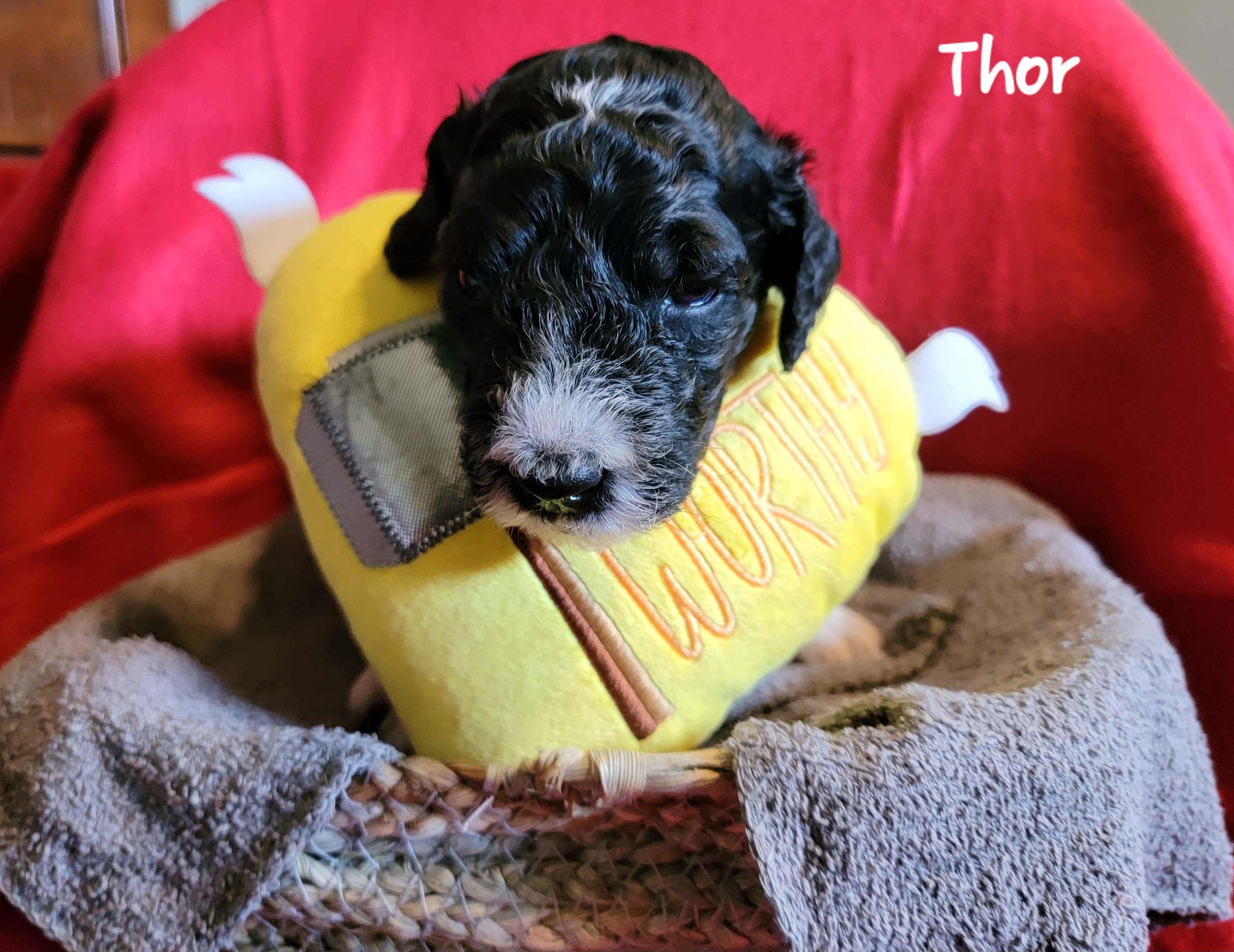 Thor - Black and white Bernedoodle puppy in Columbiana, Ohio from Painted Doodles and Poodles LLC