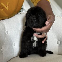 Newfoundland Puppies from Knallhart Kennels