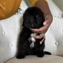 Newfoundland Puppies from Knallhart Kennels