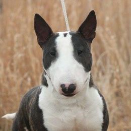 Miniature Bull Terriers from HGKennels