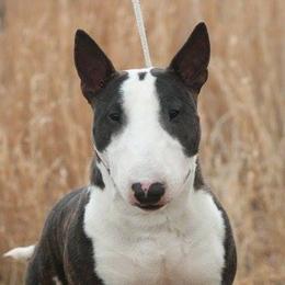 Miniature Bull Terriers from HGKennels